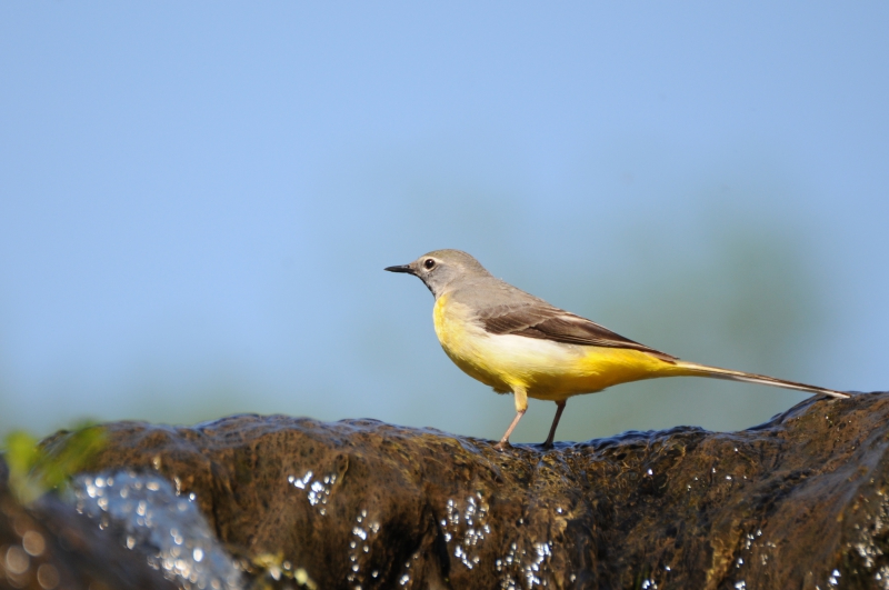Photo Oiseaux Bergeronnette des ruisseaux (Motacilla cinerea)