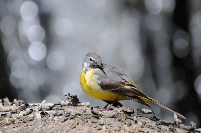 Photo Oiseaux Bergeronnette des ruisseaux (Motacilla cinerea)