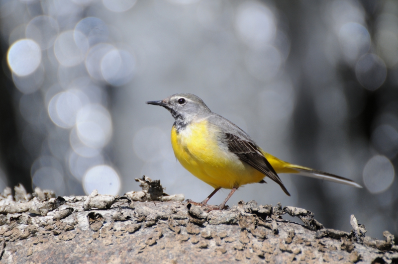 Photo Oiseaux Bergeronnette des ruisseaux (Motacilla cinerea)