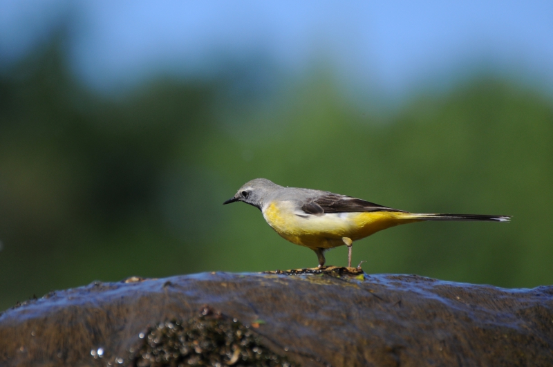 Photo Oiseaux Bergeronnette des ruisseaux (Motacilla cinerea)