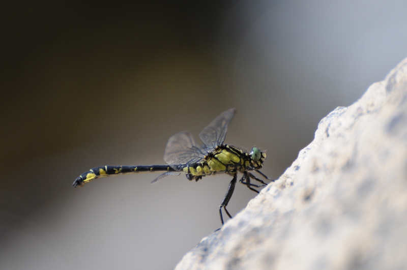 Photo Insectes Gomphe vulgaire (Gomphus vulgatissimus)