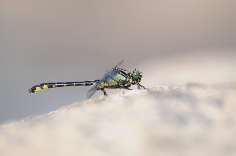 Photo Insectes Gomphe vulgaire (Gomphus vulgatissimus)