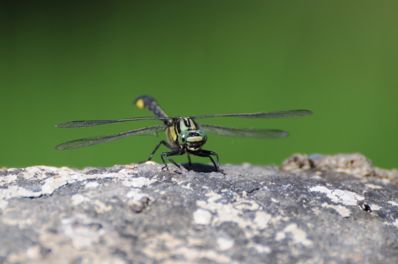 Photo Insectes Gomphe vulgaire (Gomphus vulgatissimus)