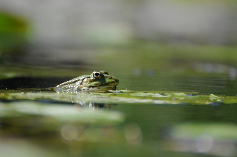 Photo Amphibiens Grenouille verte 