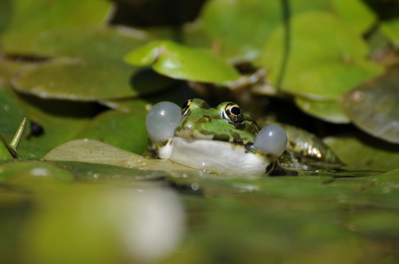 Photo Amphibiens Grenouille verte 