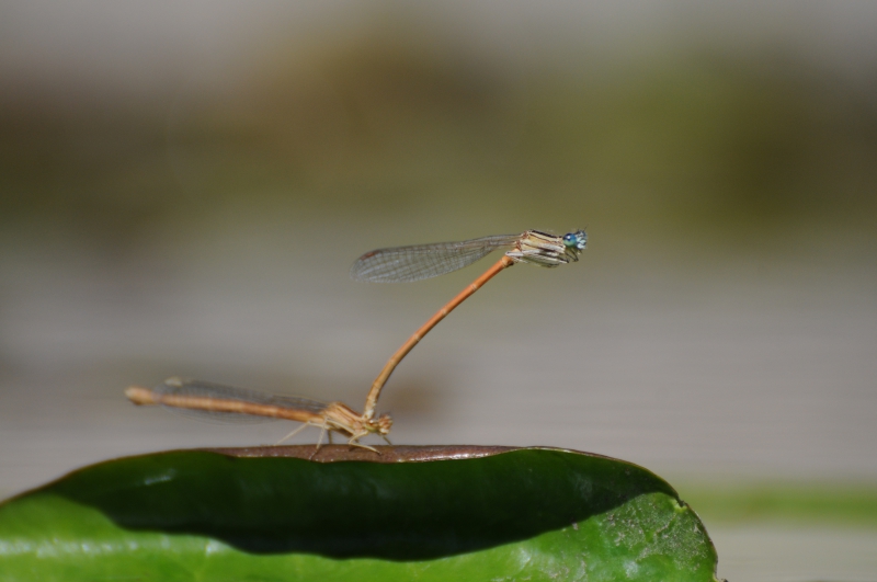 Photo Insectes Platycnemis acutipennis