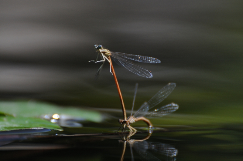 Photo Insectes Platycnemis acutipennis