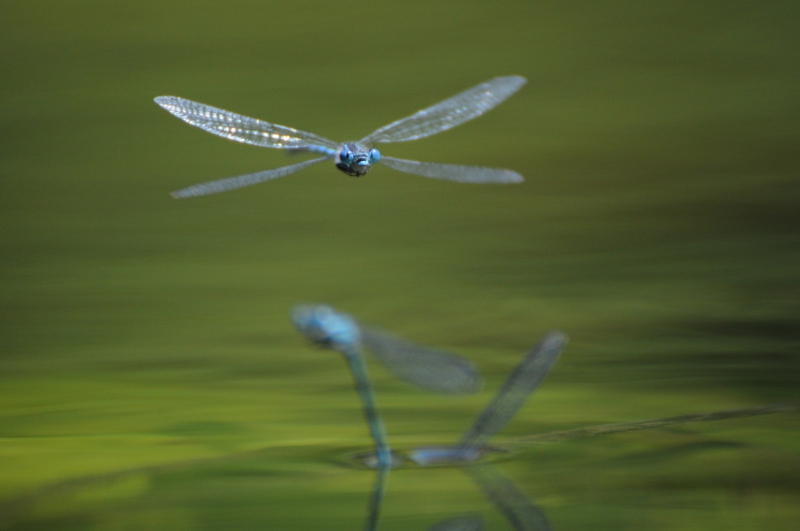 Photo Insectes