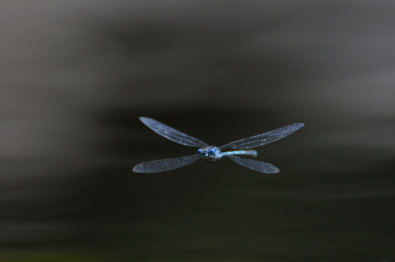 Photo Insectes