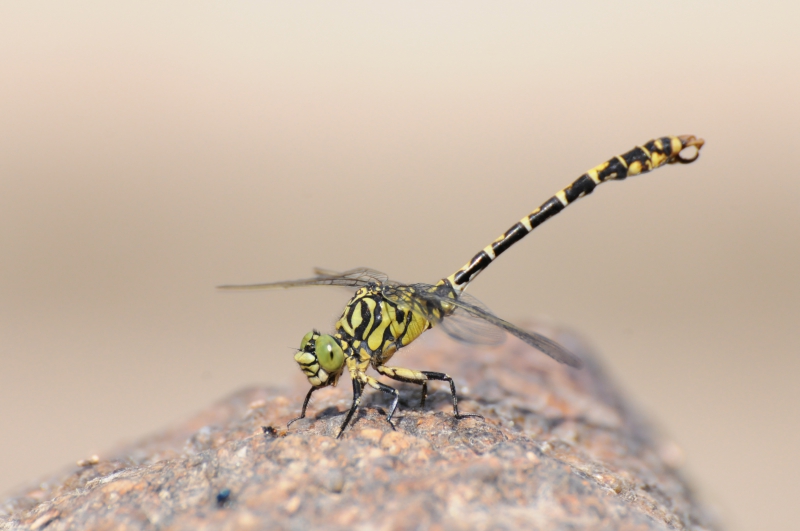 Photo Insectes Gomphe à pinces (Onychogomphus forcipatus)