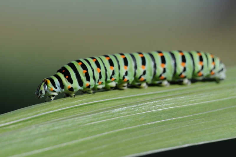 Photo Insectes Chenille de Machaon (Papilio machaon) 