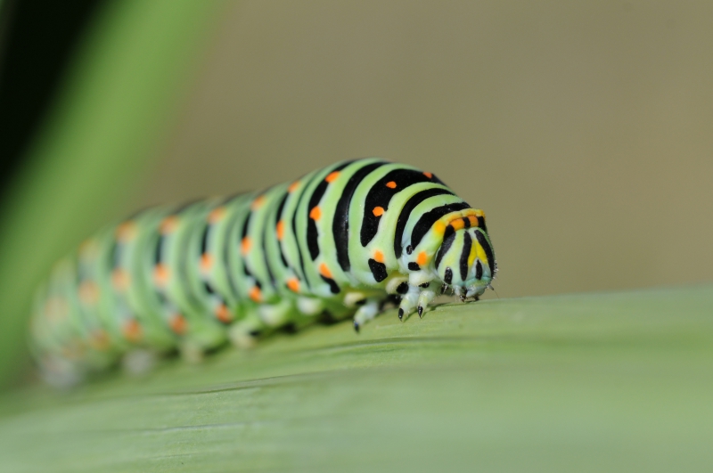 Photo Insectes Chenille de Machaon (Papilio machaon) 