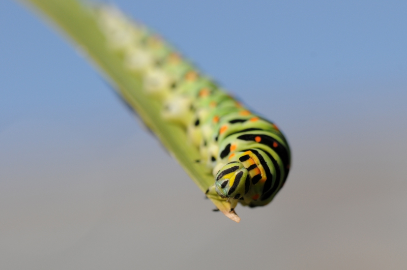 Photo Insectes Chenille de Machaon (Papilio machaon) 