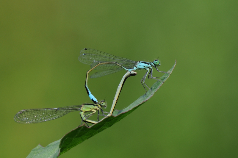 Photo Insectes Agrion élégant (Ischnura elegans)