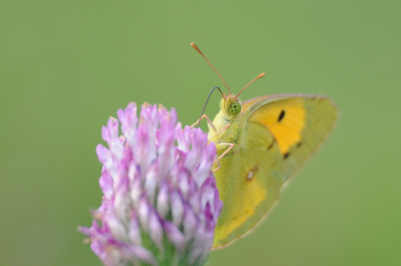 Photo Insectes Souci (Colias crocea)