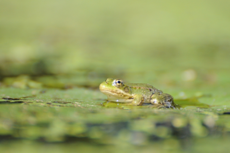 Photo Amphibiens Grenouille verte 