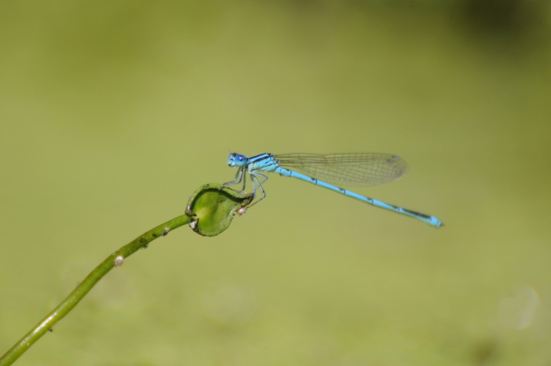 Photo Insectes Naïade aux yeux bleus (Erythromma lindenii)