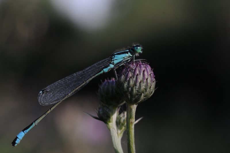 Photo Insectes Agrion élégant (Ischnura elegans)