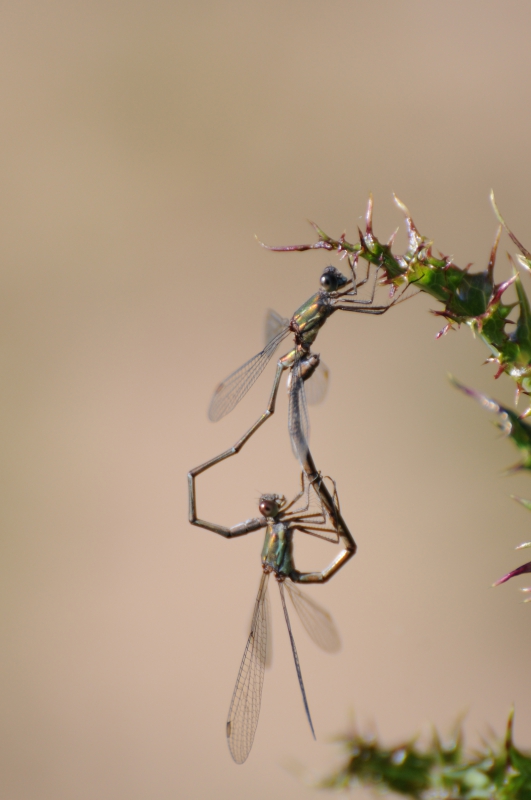 Photo Insectes Leste vert (Chalcolestes viridis)