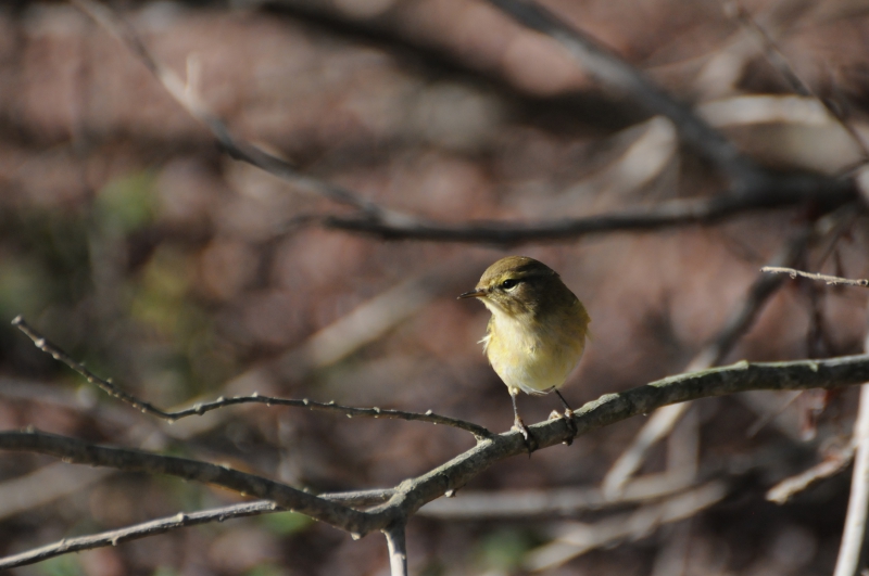 Photo Oiseaux Pouillot véloce (Phylloscopus collybita)