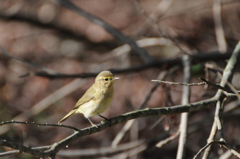 Photo Oiseaux Pouillot véloce (Phylloscopus collybita)