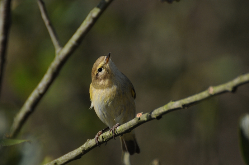 Photo Oiseaux Pouillot véloce (Phylloscopus collybita)