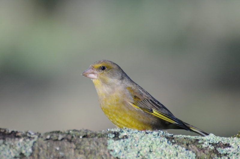 Photo Oiseaux Verdier d'Europe (Chloris chloris)
