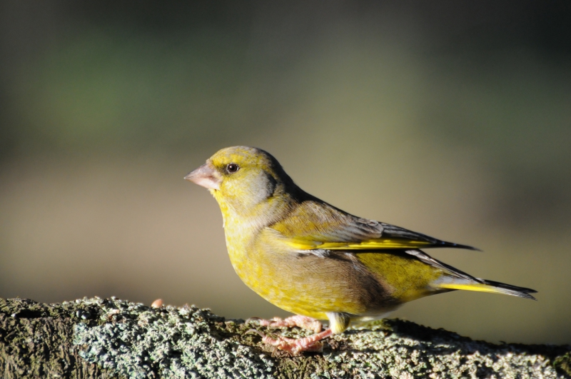 Photo Oiseaux Verdier d'Europe (Chloris chloris)