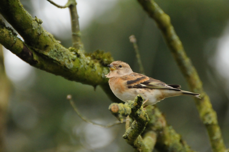 Photo Oiseaux Pinson du Nord ((Fringilla montifringilla)
