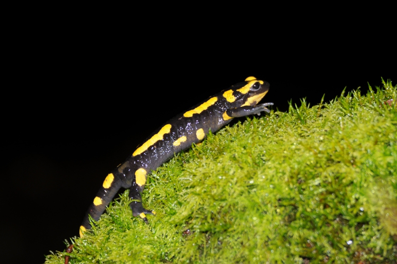 Photo Amphibiens Salamandre tachetée (Salamandra salamandra)