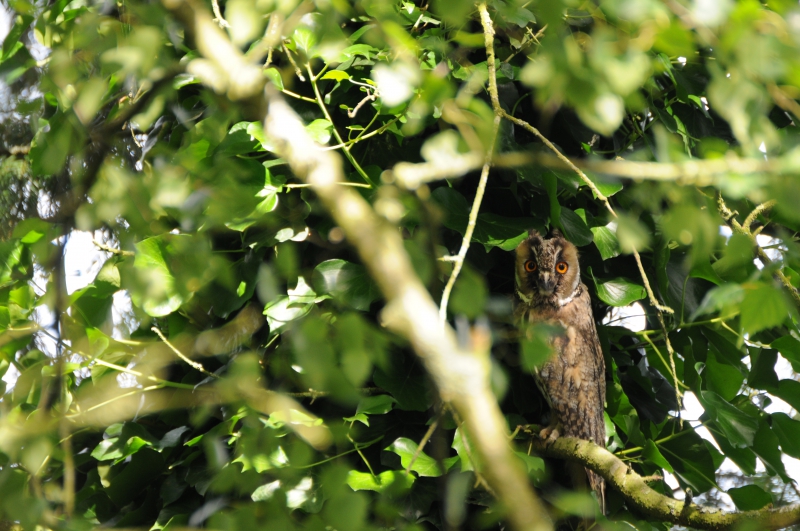 Photo Oiseaux Hibou moyen-duc (Asio otus), Jeune
