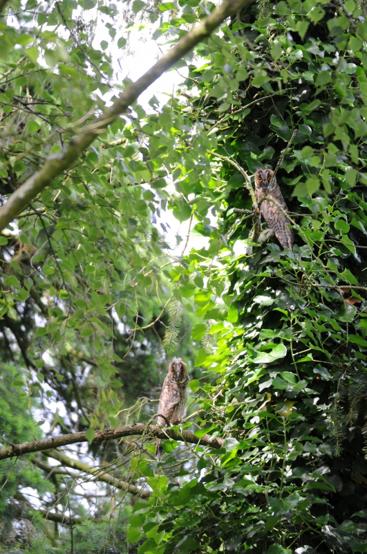 Photo Oiseaux Hibou moyen-duc (Asio otus), Jeune