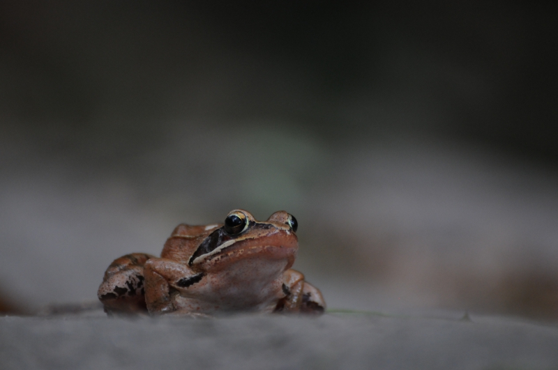 Photo Amphibiens Grenouille agile (Rana dalmatina)