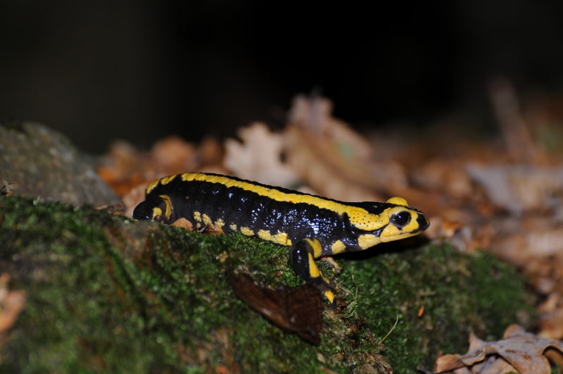 Photo Amphibiens Salamandre tachetée (Salamandra salamandra)