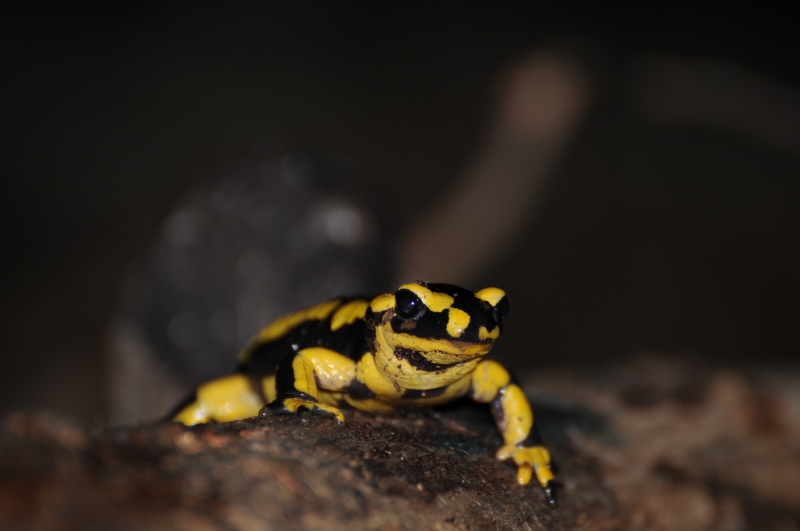 Photo Amphibiens Salamandre tachetée (Salamandra salamandra)