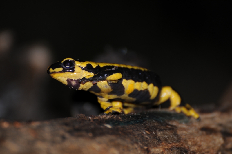 Photo Amphibiens Salamandre tachetée (Salamandra salamandra)