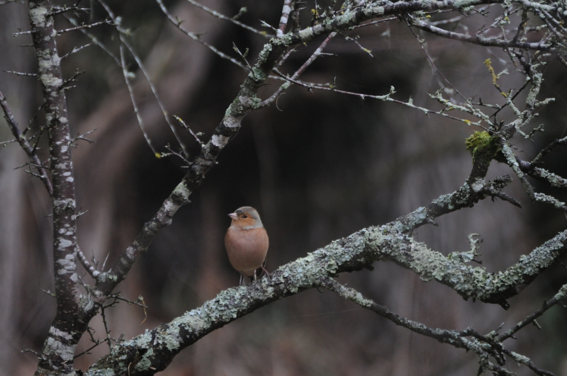 Photo Oiseaux Pinson des arbres (Fringilla coelebs)