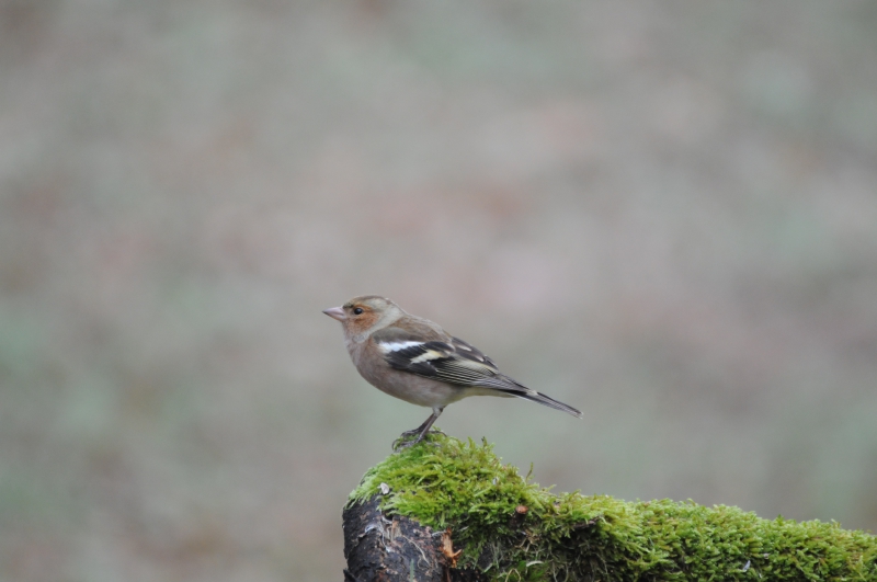 Photo Oiseaux Pinson des arbres (Fringilla coelebs)