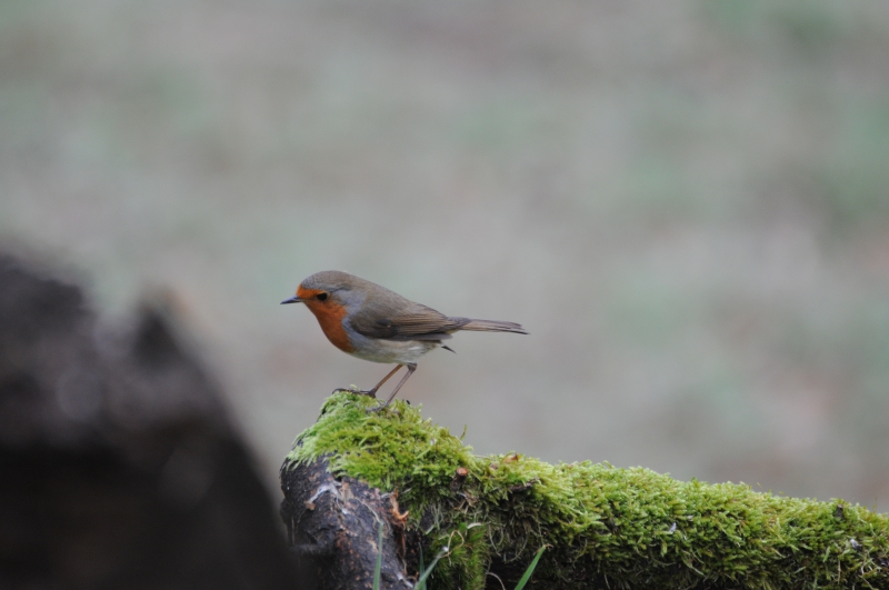 Photo Oiseaux Rouge-gorge familier (Erithacus rubecula)