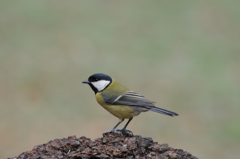Photo Oiseaux Mésange charbonnière (Parus major)