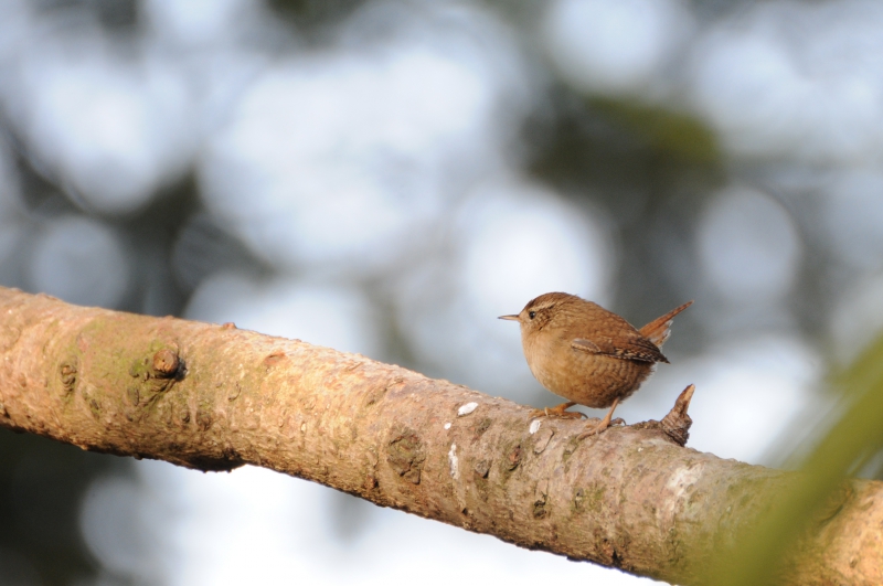 Photo Oiseaux Troglodyte mignon (Troglodytes troglodytes)