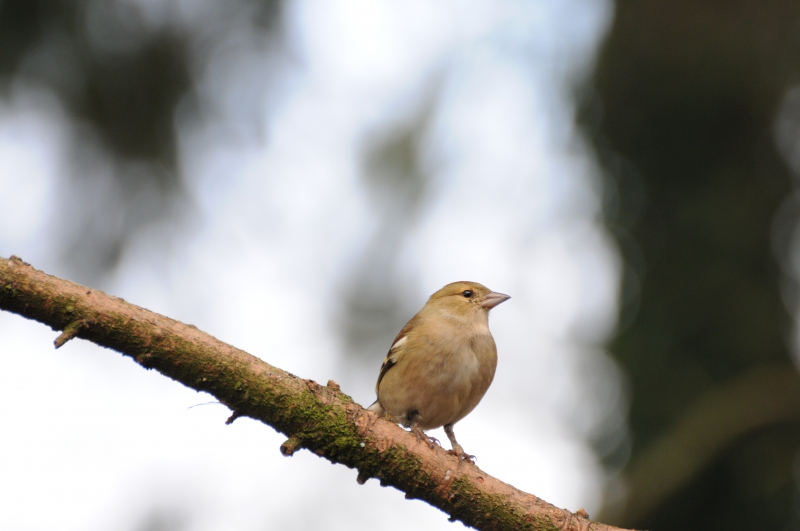 Photo Oiseaux Pinson des arbres (Fringilla coelebs)