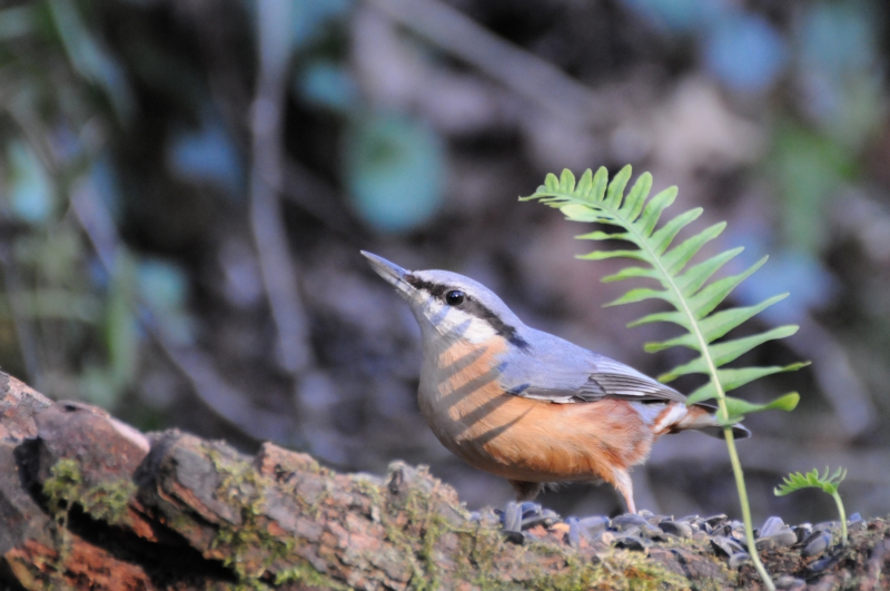 Photo Oiseaux Sittelle torchepot (Sitta europaea)