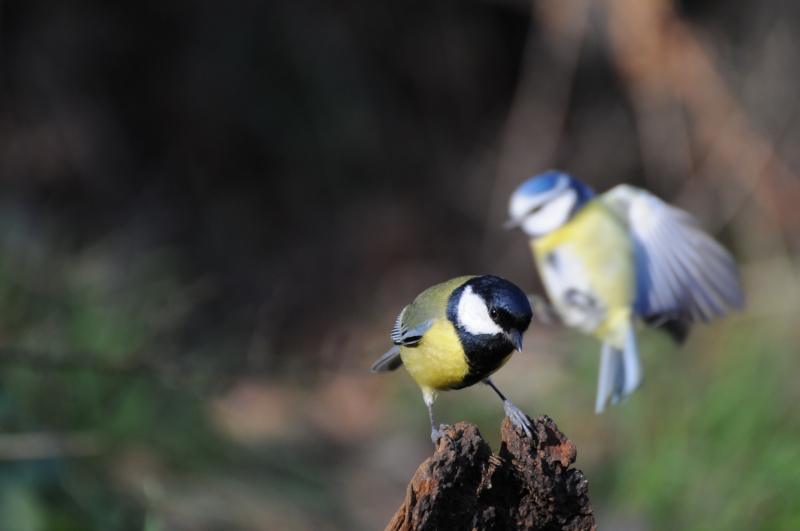 Photo Oiseaux Mésange charbonnière (Parus major)