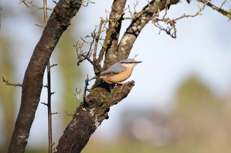 Photo Oiseaux Sittelle torchepot (Sitta europaea)