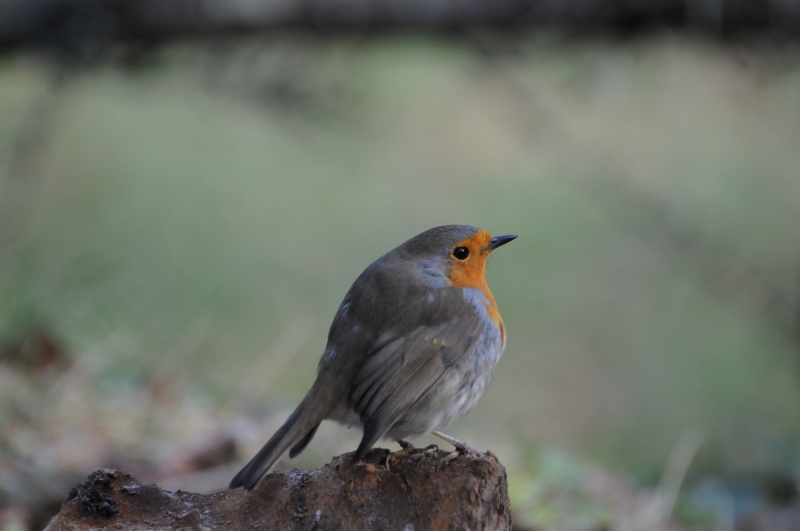 Photo Oiseaux Rouge-gorge familier (Erithacus rubecula)