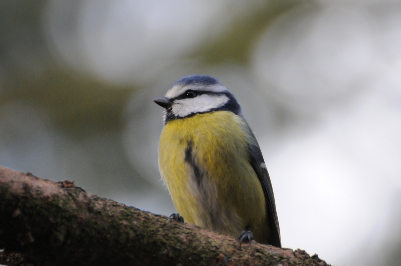 Photo Oiseaux Mésange bleue (Cyanistes caeruleus)