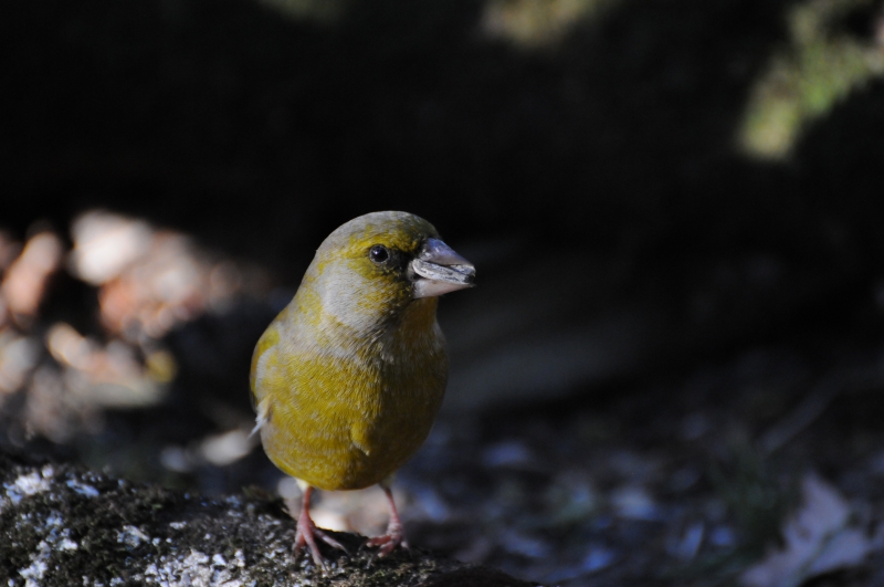 Photo Oiseaux Verdier d'Europe (Chloris chloris)