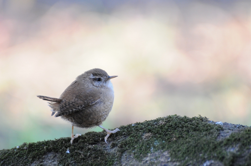 Photo Oiseaux Troglodyte mignon (Troglodytes troglodytes)