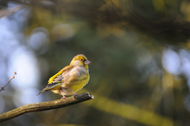Photo Oiseaux Verdier d'Europe (Chloris chloris)